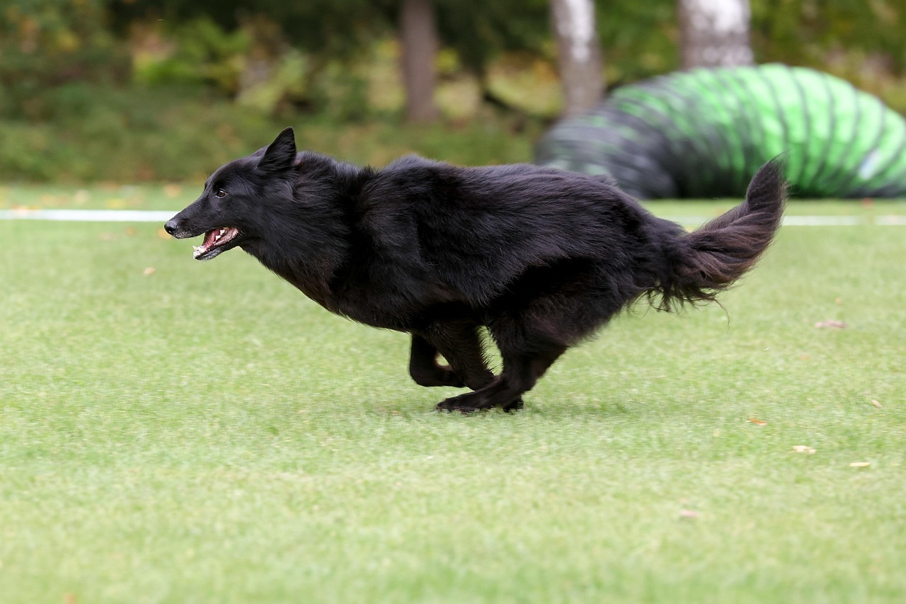 Agility i Malmö