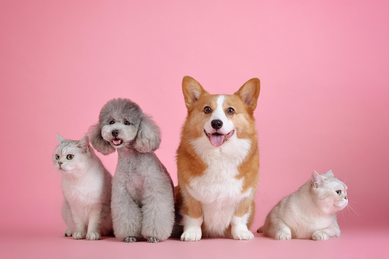 Hundträff